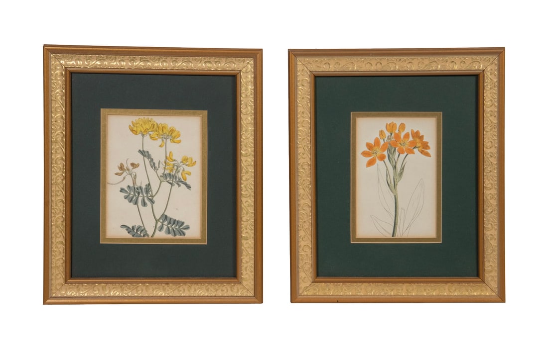 (PAIR) ENGLISH FLORAL PRINTS BY CURTIS (1 of 3)