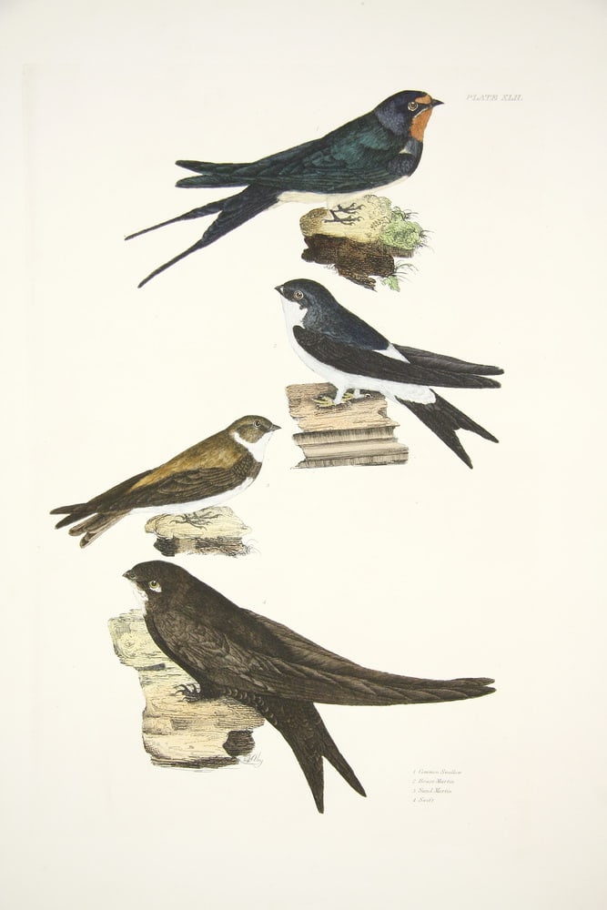 PRIDEAUX JOHN SELBY (UK, 1788-1867): PRIDEAUX JOHN SELBY (UK, 1788-1867)"Common Swallow, House Martin, Sand Martin & Swift" hand-colored litho, Plate XLII from "British Ornithology, Land Birds", vol. I, with Whatman 1821 watermark. Nice