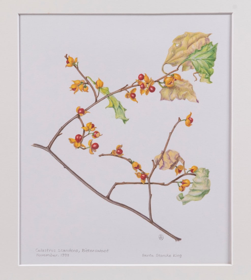 BENTE STARCKE KING (CONTEMPORARY ITHACA, NY): BENTE STARCKE KING (CONTEMPORARY ITHACA, NY) "Celastrus Scandens, Bittersweet," November 1999, a botanical watercolor illustration created while she was employed by Cornell, signed, titled,