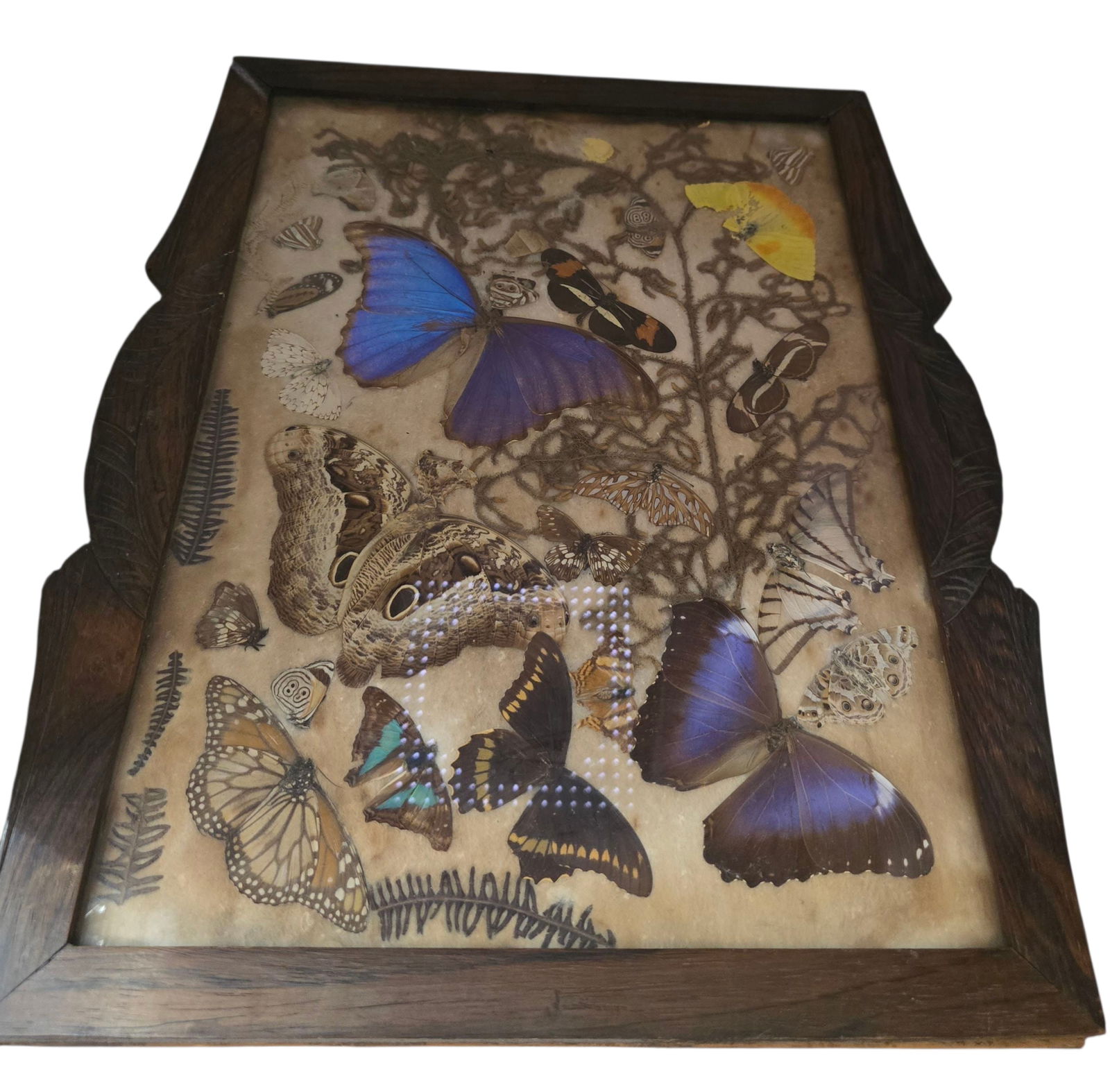 ANTIQUE BUTTERFLY WING FABULOUS PICTURE (1 of 3)