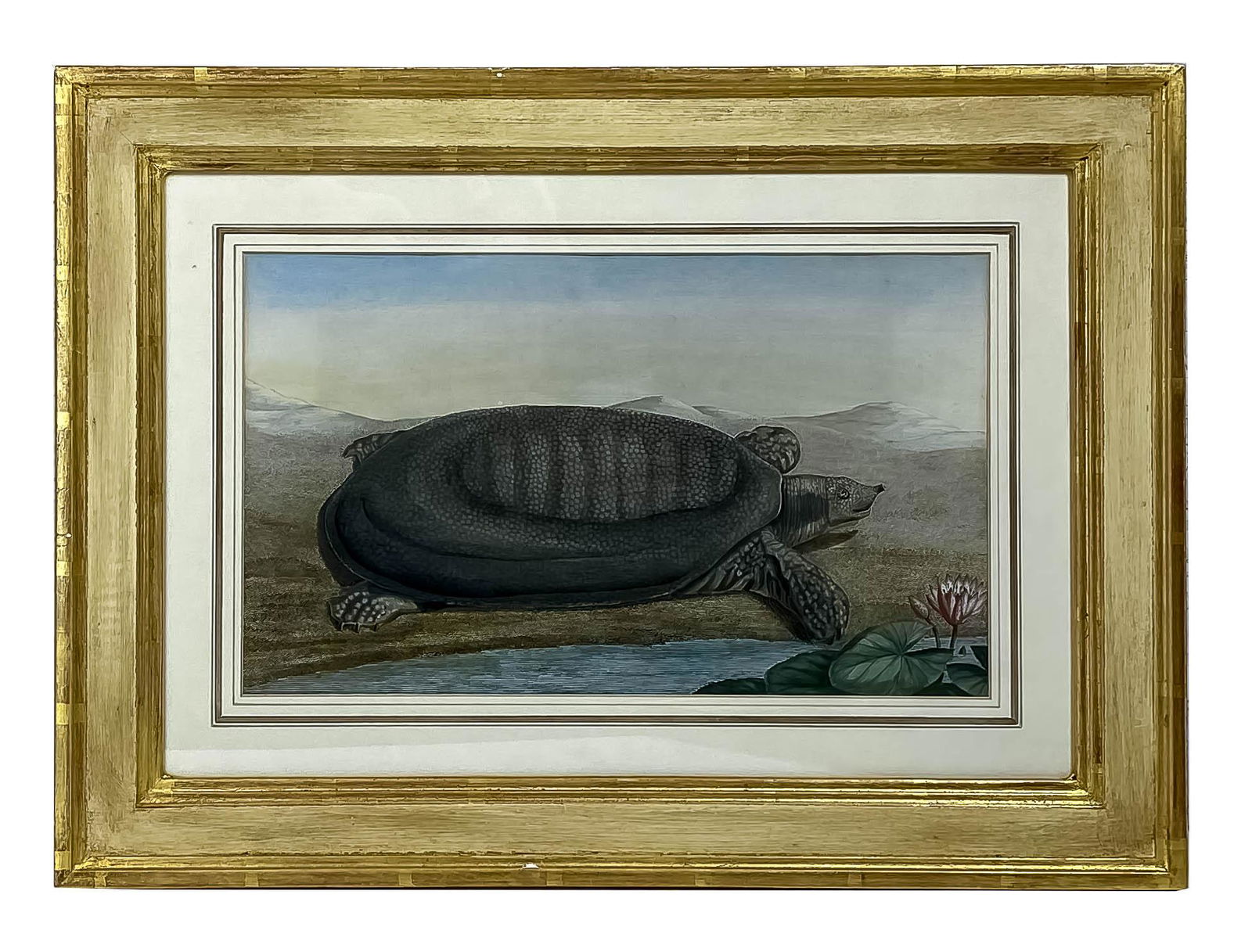 Wildlife Turtle Etching Prints after John Audubon (1 of 7)