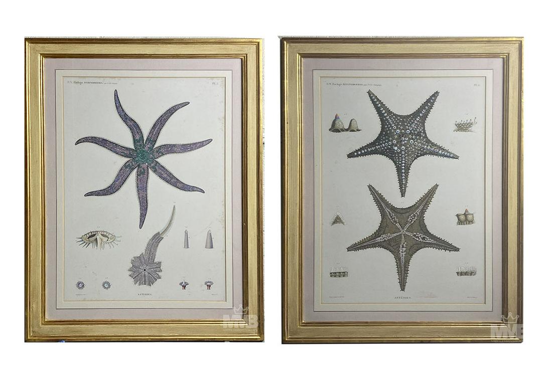 H.N Zoologie Echinodermes by Savigny Engravings (1 of 10)