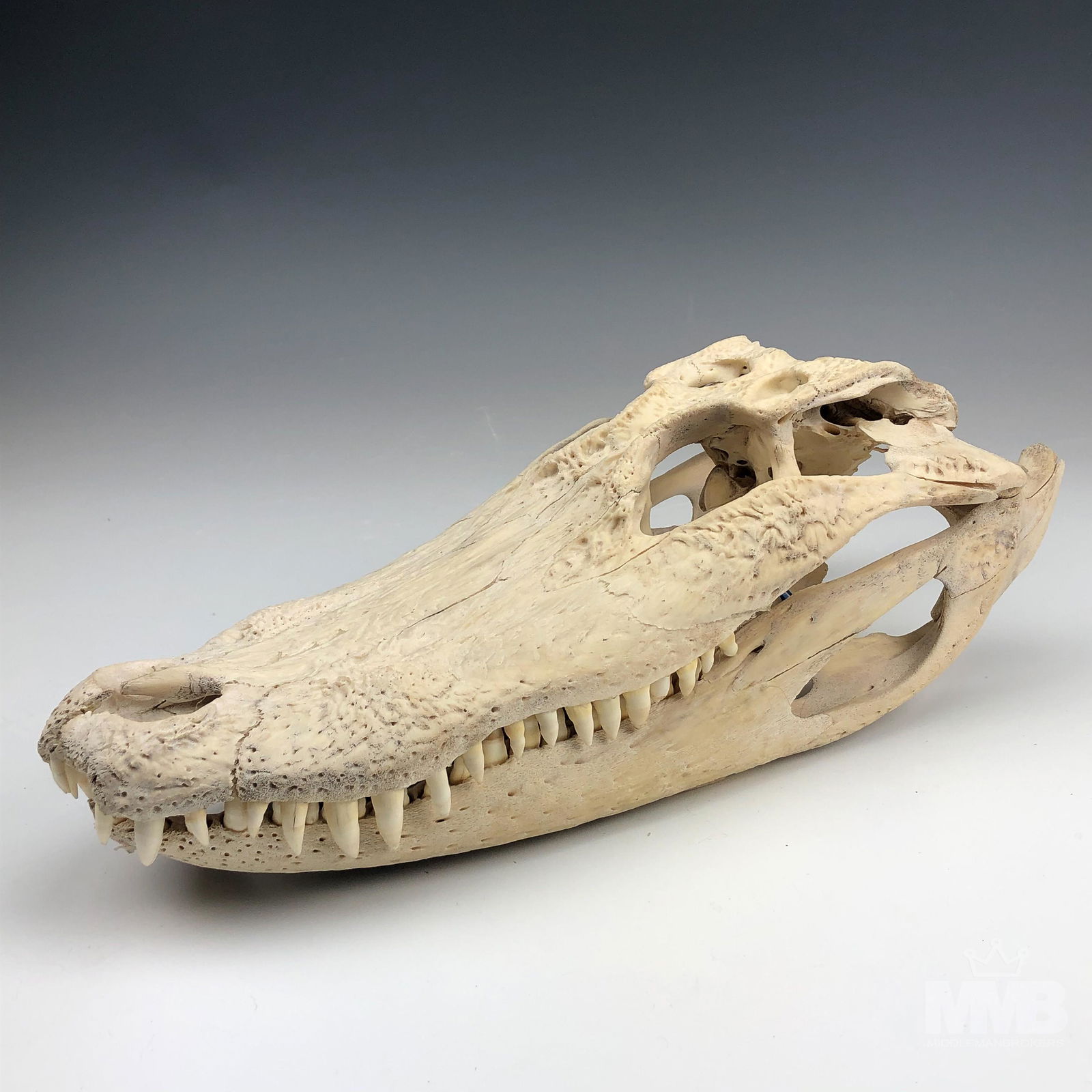 Large Louisiana Alligator Taxidermy Skull Head (1 of 4)