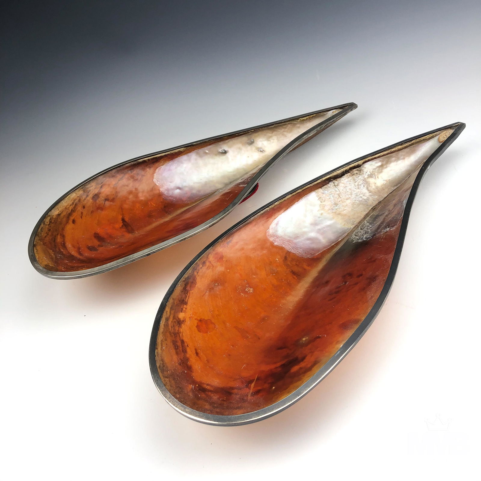 Pair of Noble Pen Shell Mussel Clam Centerpieces (1 of 9)
