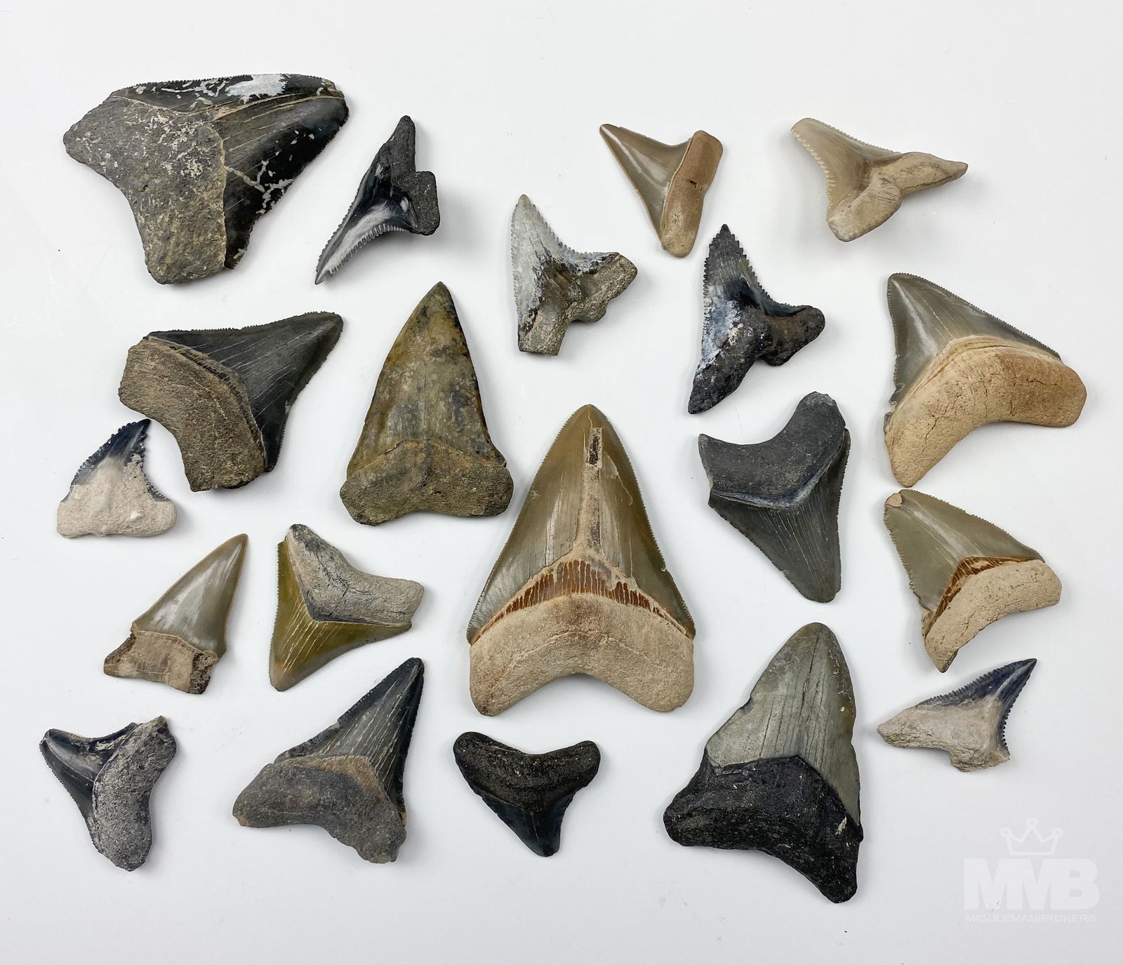 Estate Collection Real Fossil Shark Tooth Teeth: Includes several specimens of authentic fossil shark teeth. All original with no repairs or restoration. No paperwork or provenance. Range in size from approximately 12mm - 52mm. MMB Inc. in house USA