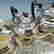 item-129156297=3