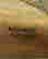item-131366888=4
