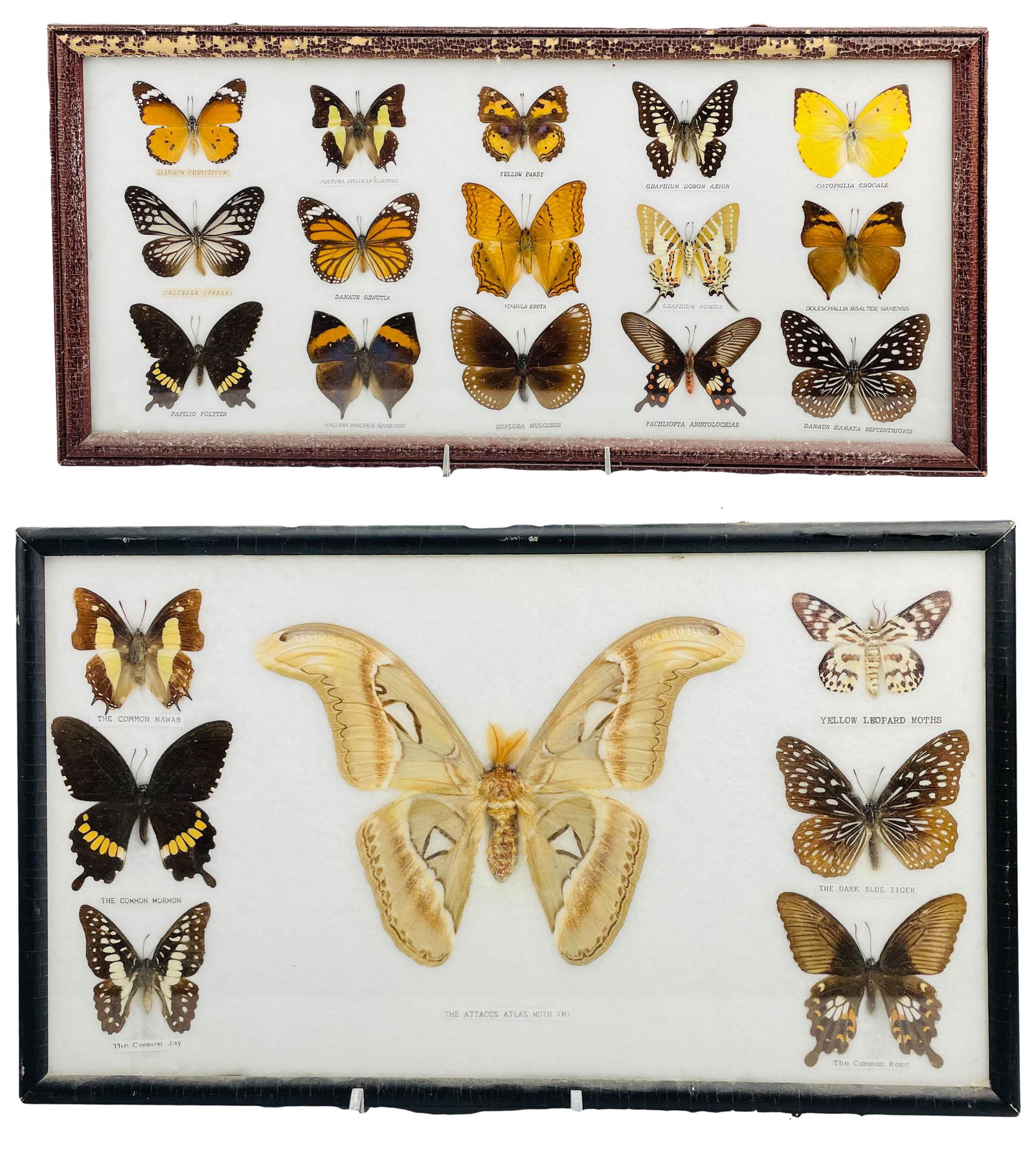 Butterfly & Moth Insect Specimen Collection FRAMED (0459) on Jul 13