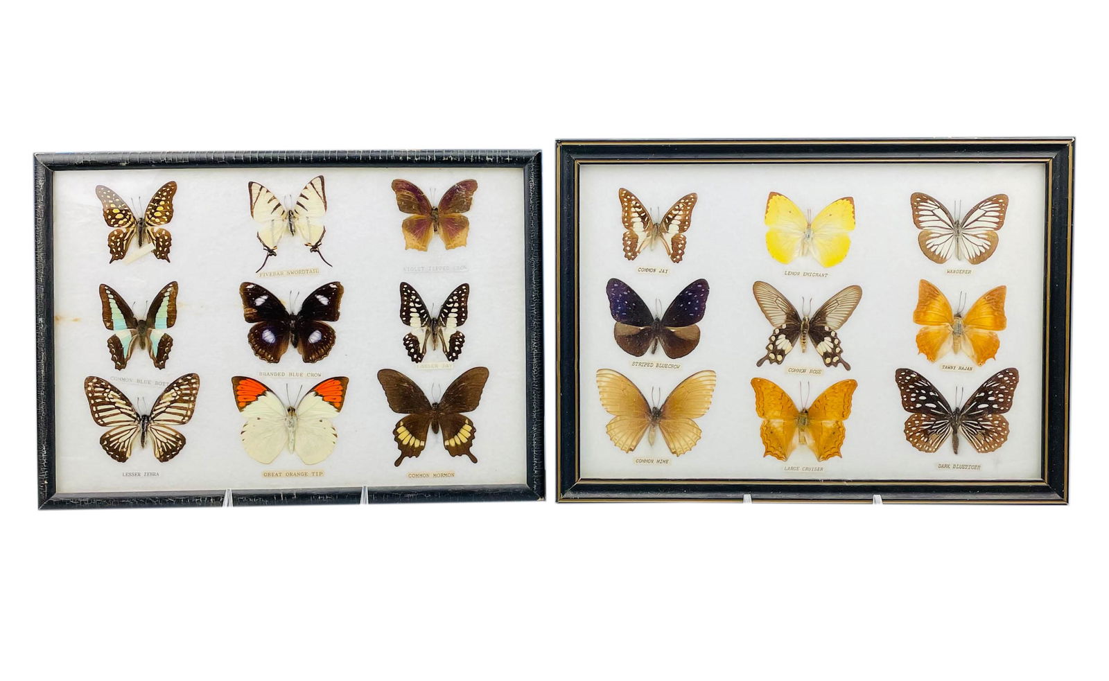 Butterfly & Moth Insect Specimen Collection FRAMED (1 of 7)