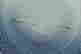 item-136992181=2