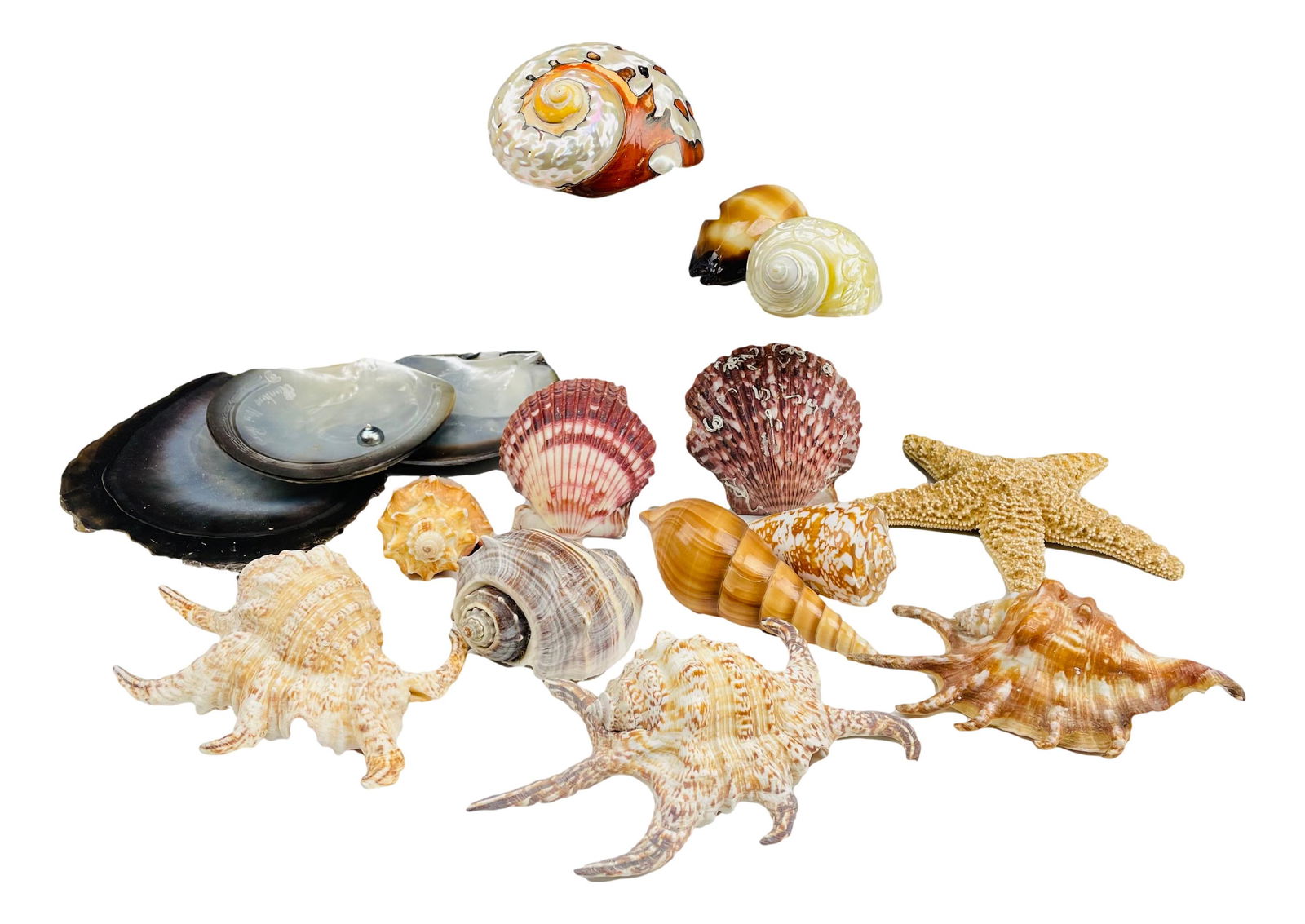 Collection Seashell Marine Specimen Shell 16pc LOT (1 of 7)