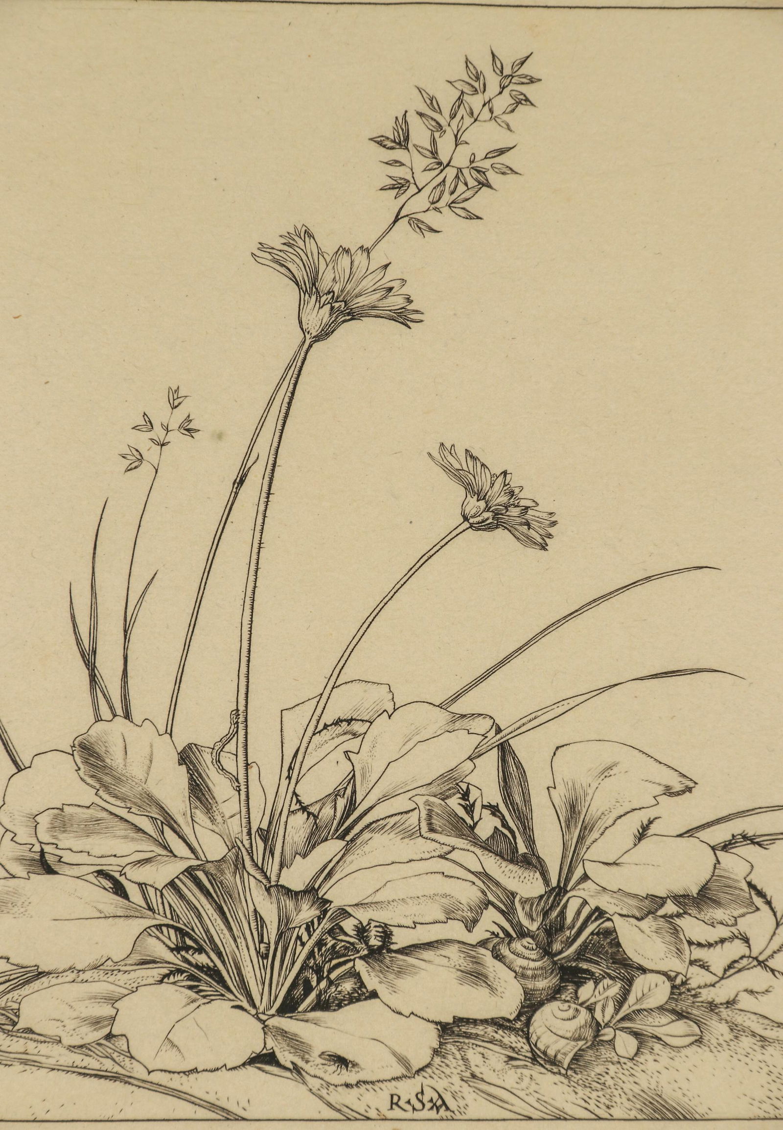 Robert Austin 1895-1973 Original Daisy Engraving (1 of 4)