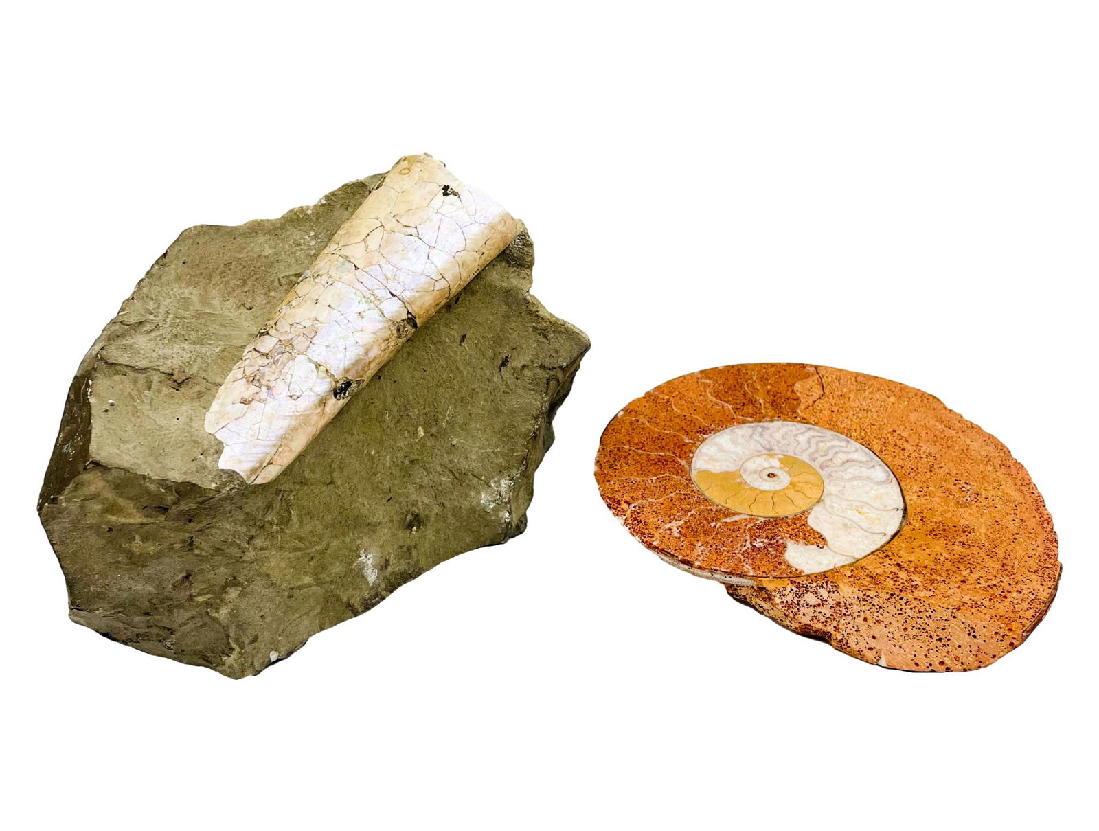 2 Natural History Fossil Specimen in Stone Matrix (1 of 8)