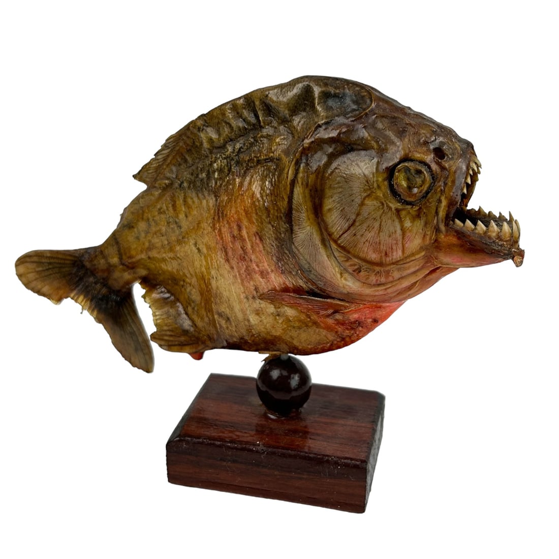 Taxidermy Real Skin Piranha Fish on Wooden Base (1 of 4)