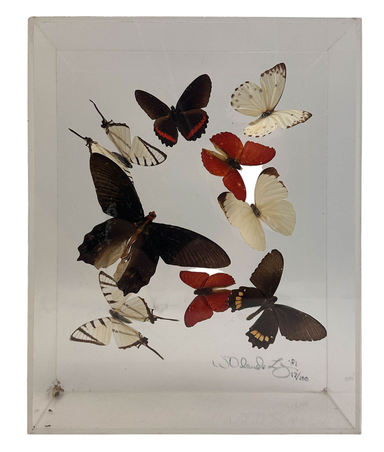 Butterfly Moth Insect Specimen Framed Taxidermy (1 of 6)