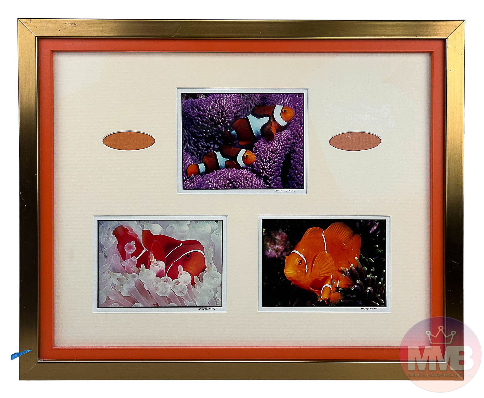 Mike Bacon b.1958 SIGNED Clown Fish Photos (1 of 5)