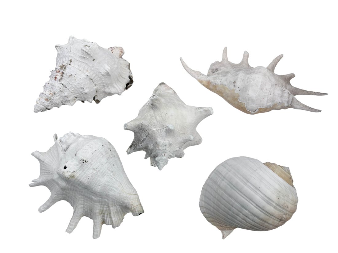 Estate Mixed Lot of Five Large Conch Seashells (1 of 6)