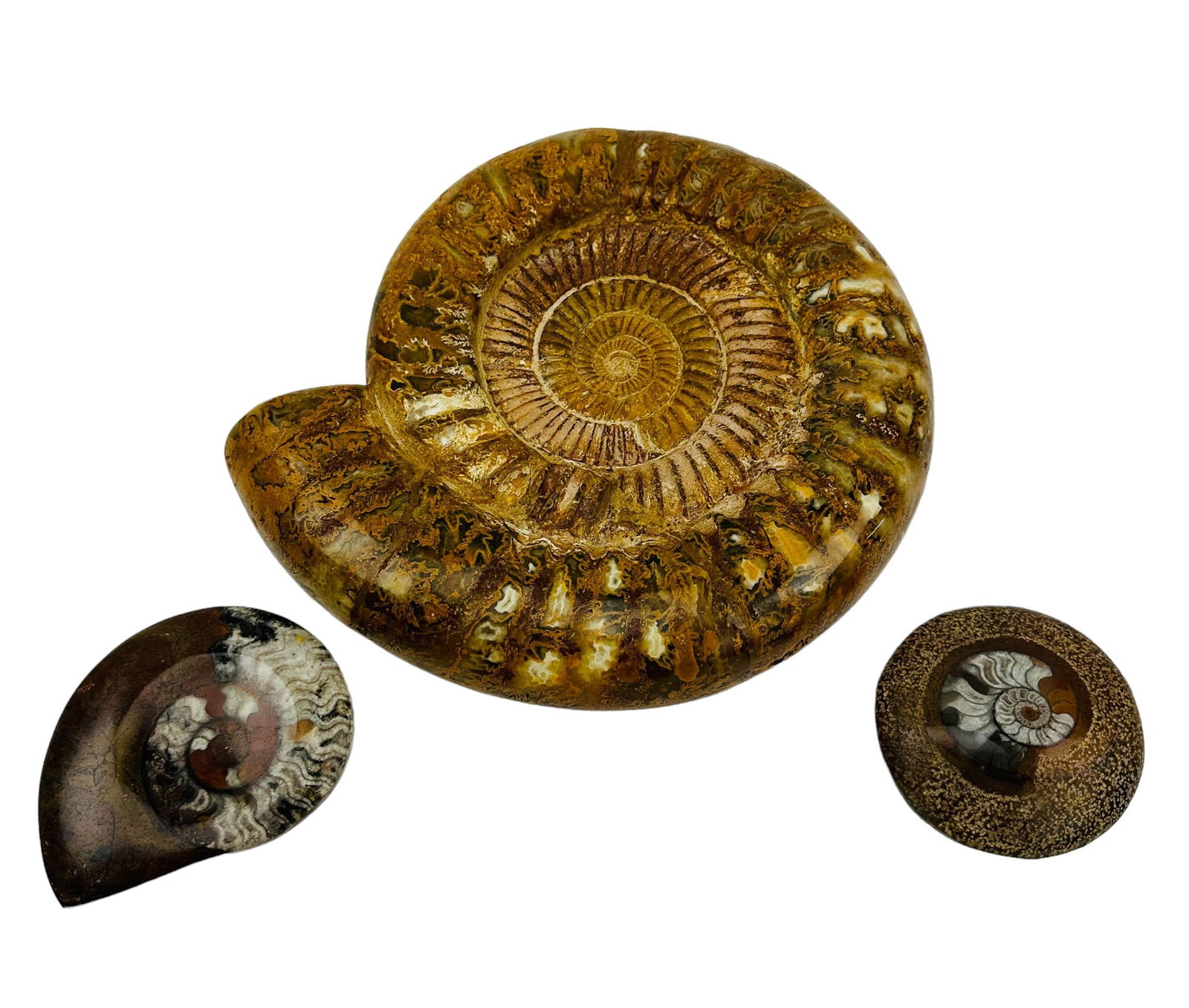 Natural Ammonite Shell Jurassic Period Fossil 3pc (1 of 6)