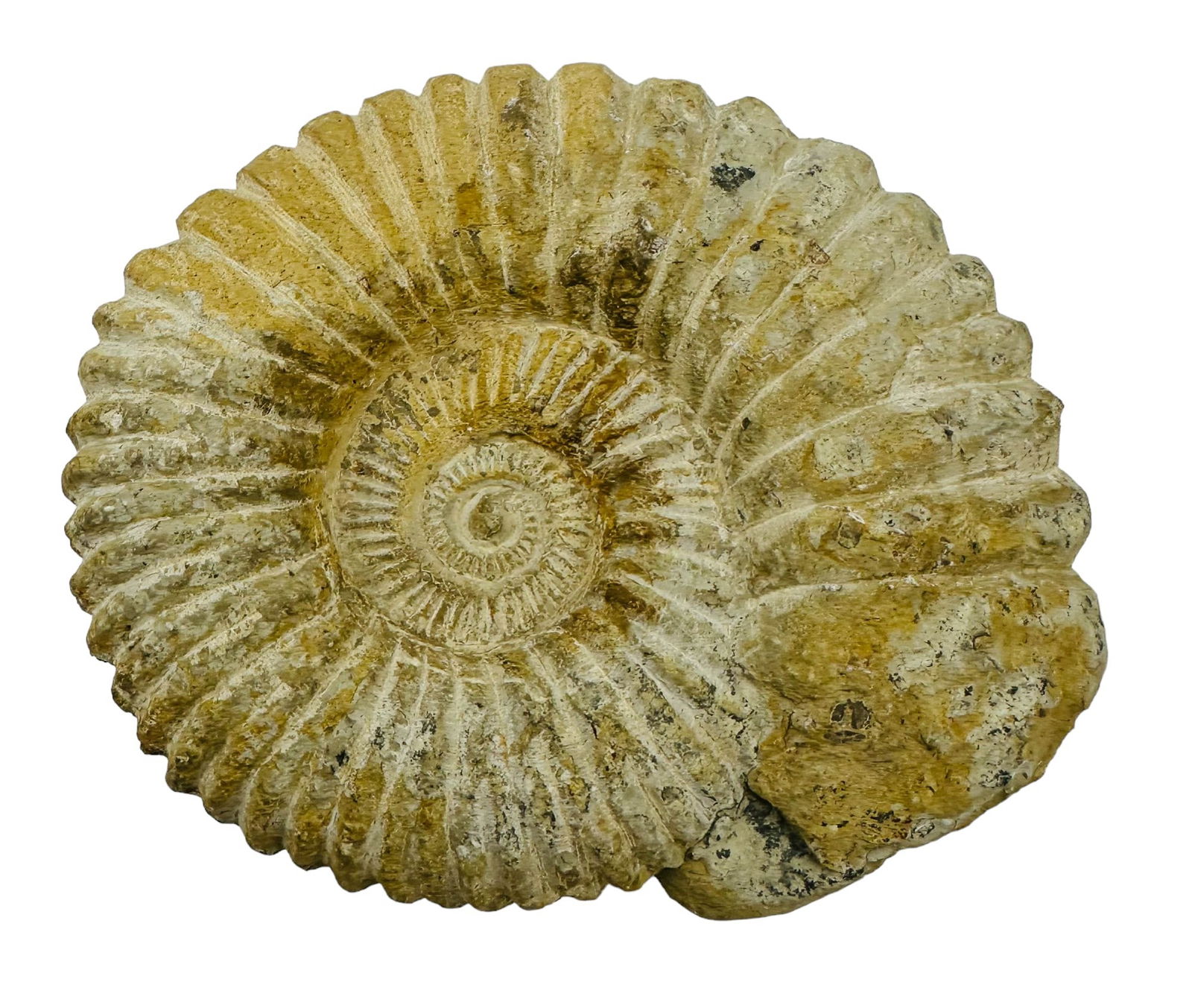 Natural History Fossilized Ammonite Shell Specimen (1 of 3)