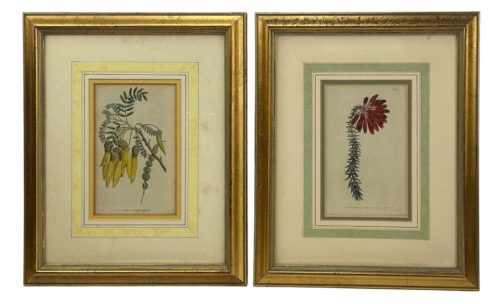 William Curtis St. George 18C Botanical Prints LOT (1 of 4)