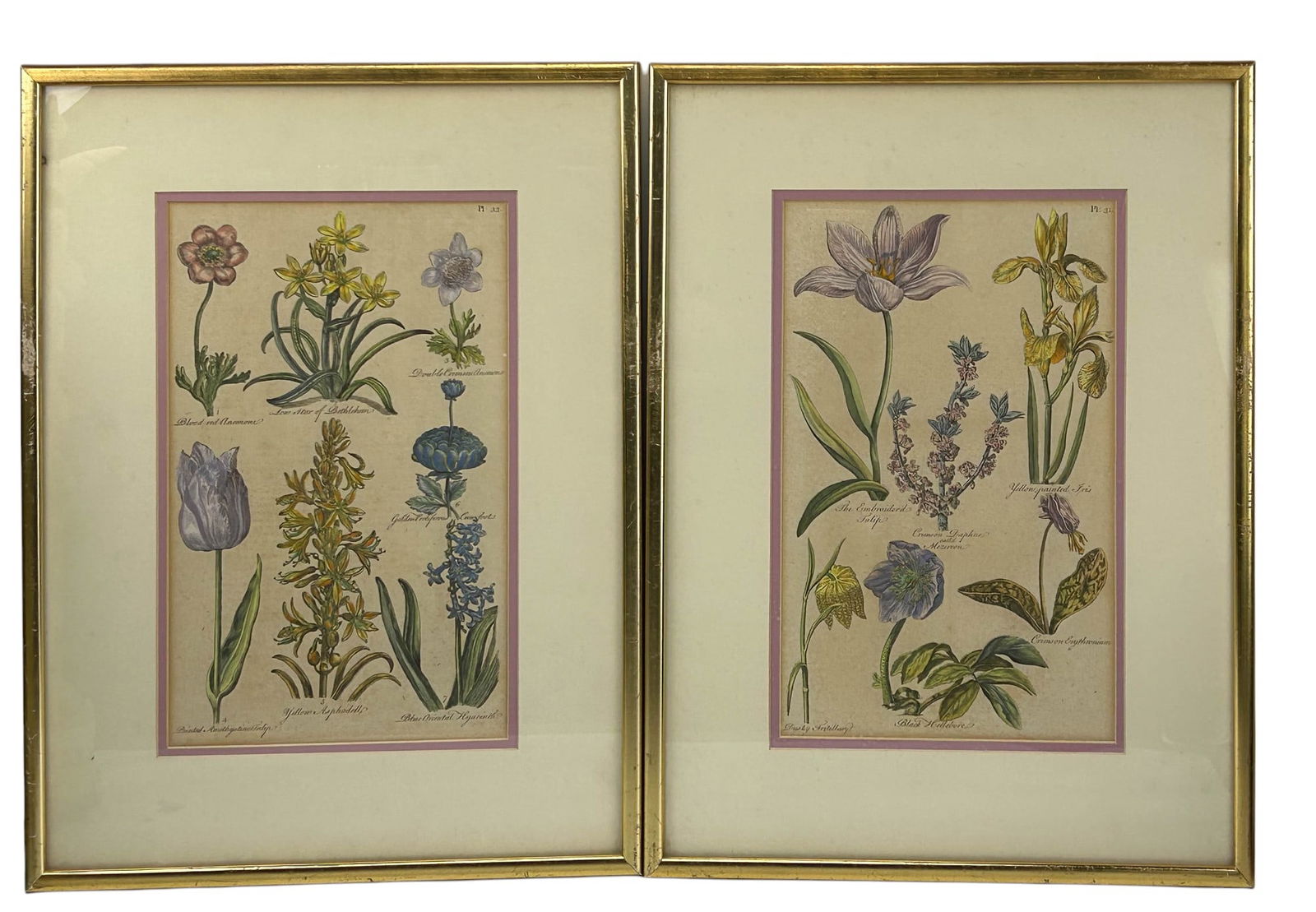 Botanical Colored Prints Pair After Sir John Hill (1 of 4)