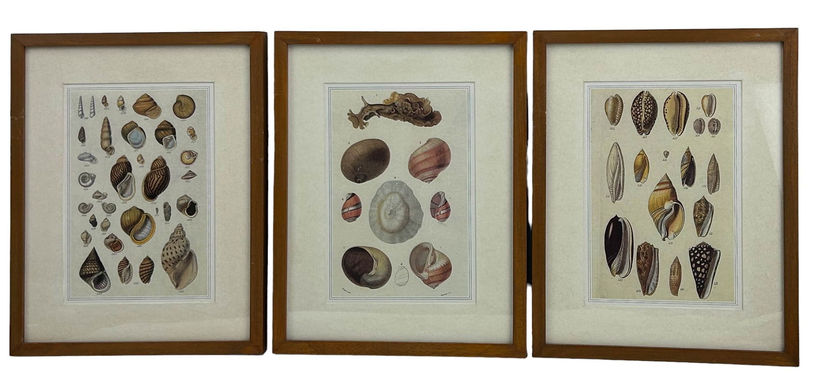 Antique Color Prints French Seashells ESTATE LOT 3 (1 of 5)