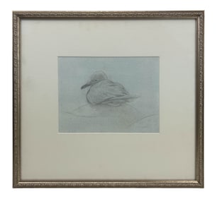 Timothy David Mayhew b.1952 Seagull Pencil Drawing