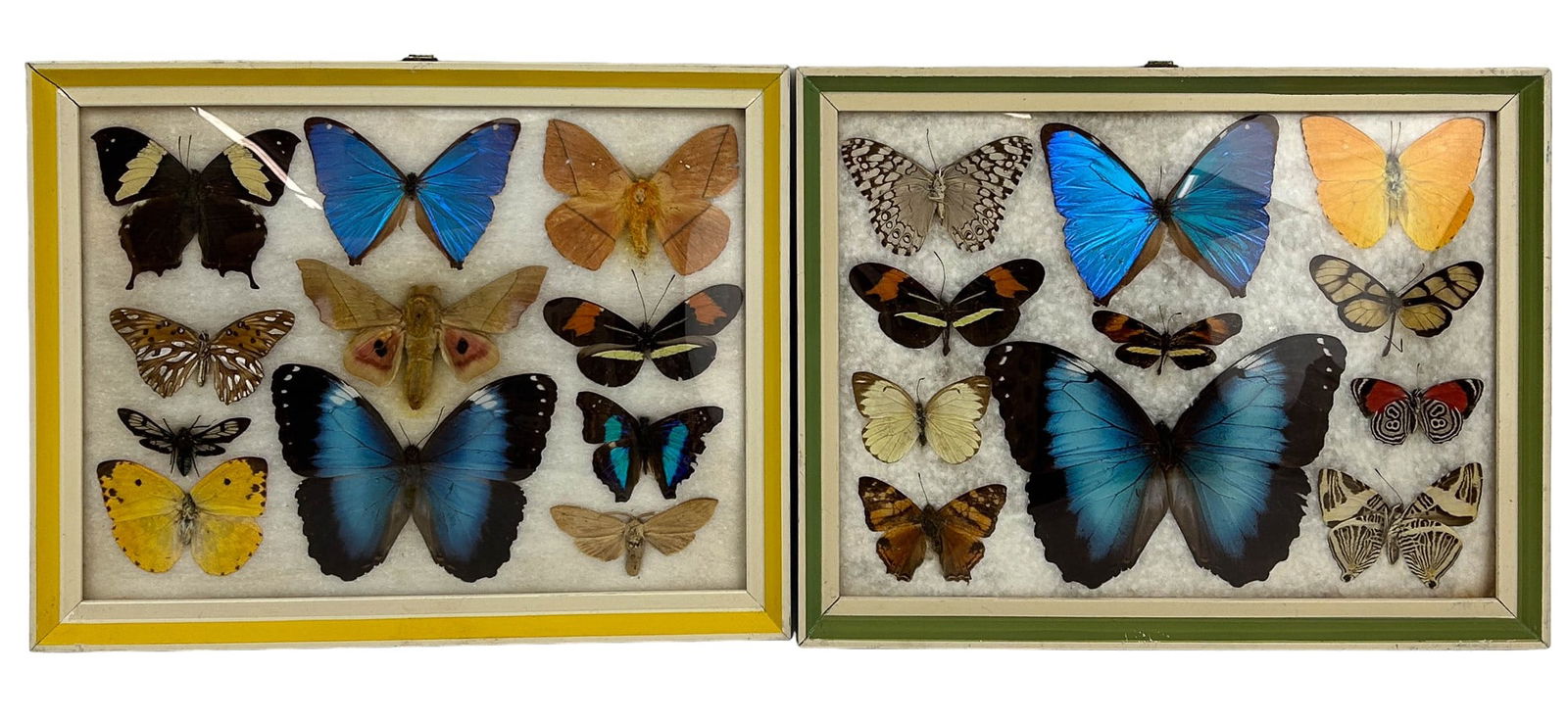 Real Butterfly Moth Taxidermy Framed Wall Mount 2p (1 of 4)