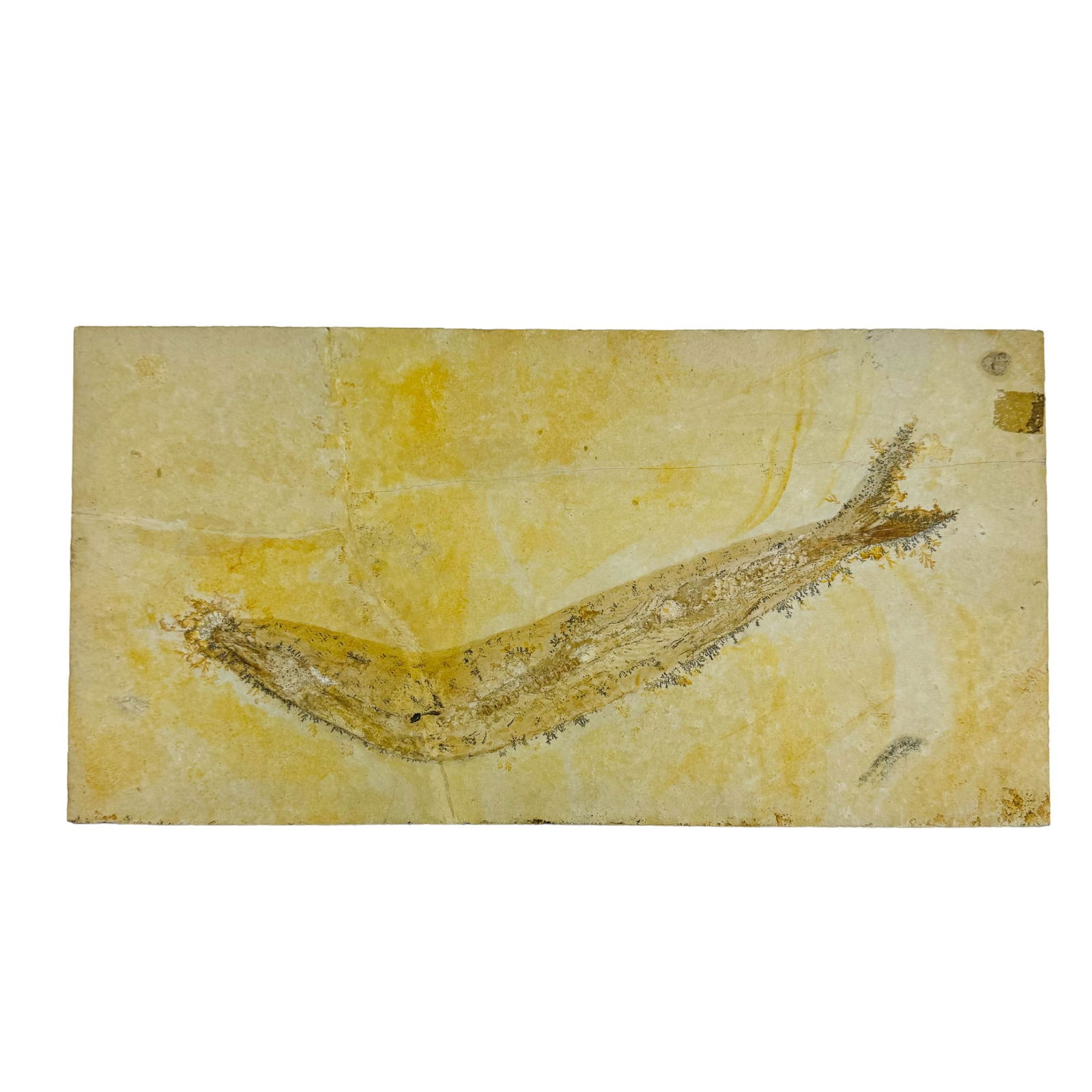 Fossilized Fossil Fish Specimen in Limestone Slab (1 of 5)
