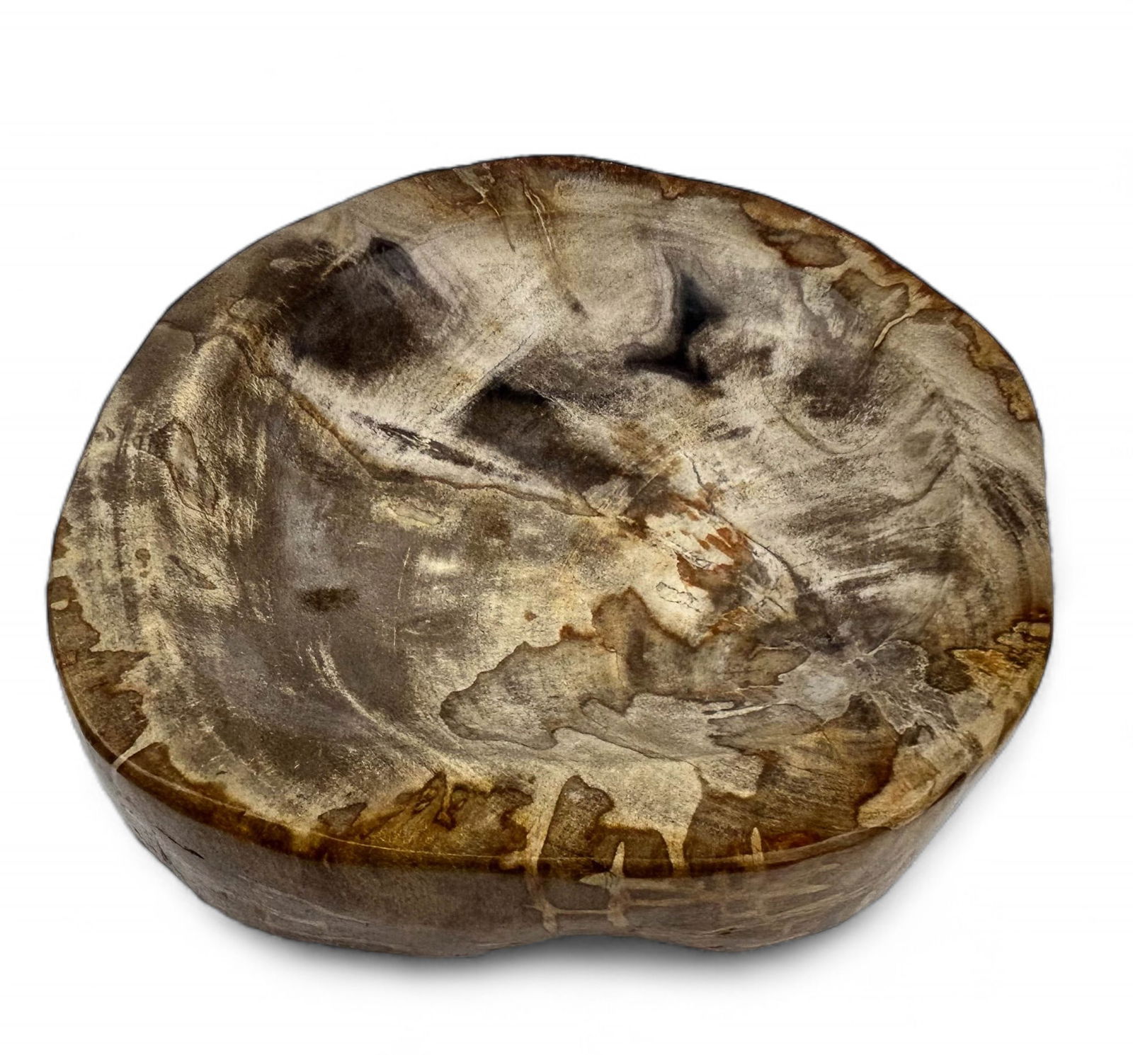 Antique Petrified Wood Cross Section Fossil Bowl (1 of 3)