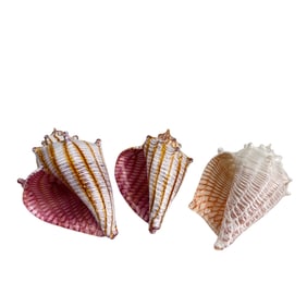 3 Treg Silkwood Studio Art Glass Optic Conch Shell