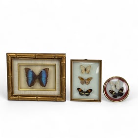 Lot of 3 Gold Framed Exotic Butterfly Specimens