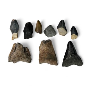 Shark Teeth & Fossil Specimen Fragments ESTATE LOT