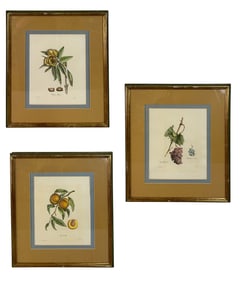 Antique Botanical Plant Colored Lithograph 3pc LOT
