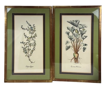 Hand Colored Botanical Plant Engravings 2pc LOT