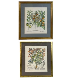 Hand Colored Botanical Plant Engravings 2pc LOT