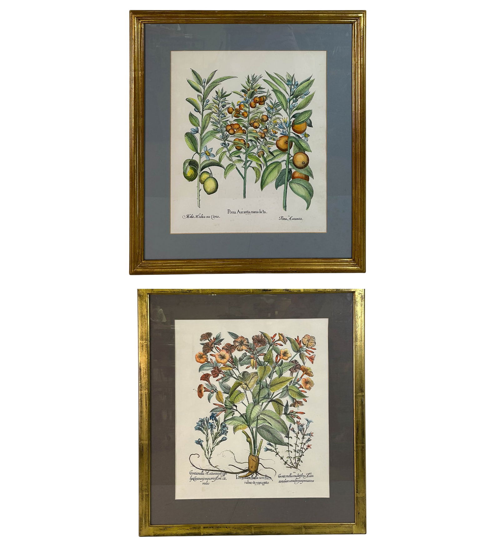 Hand Colored Botanical Plant Engravings 2pc LOT (1 of 4)