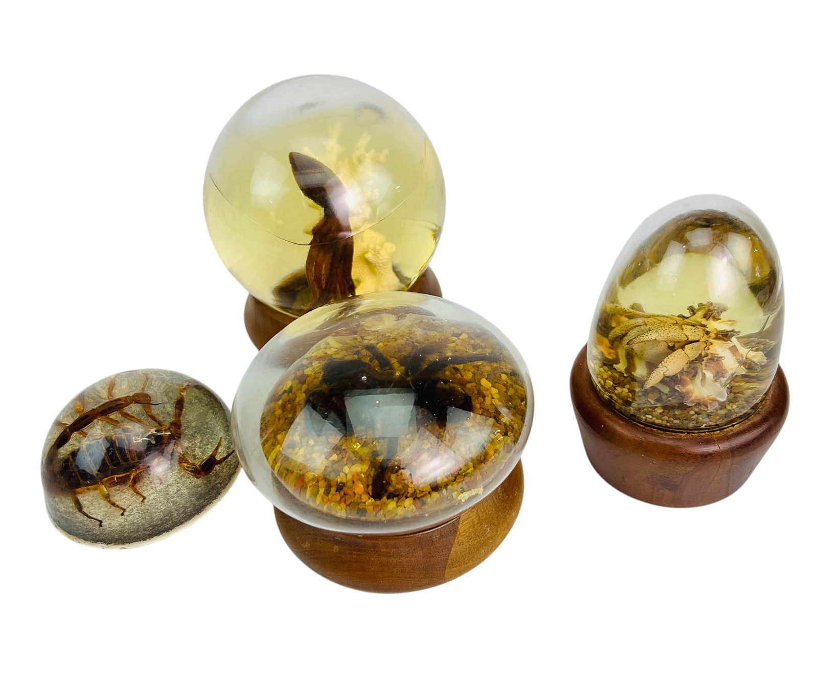 Taxidermy Insect & Marine Life Lucite Display LOT (1 of 4)