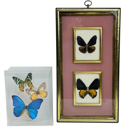Butterfly Insect Framed Taxidermy 2pc Display Set