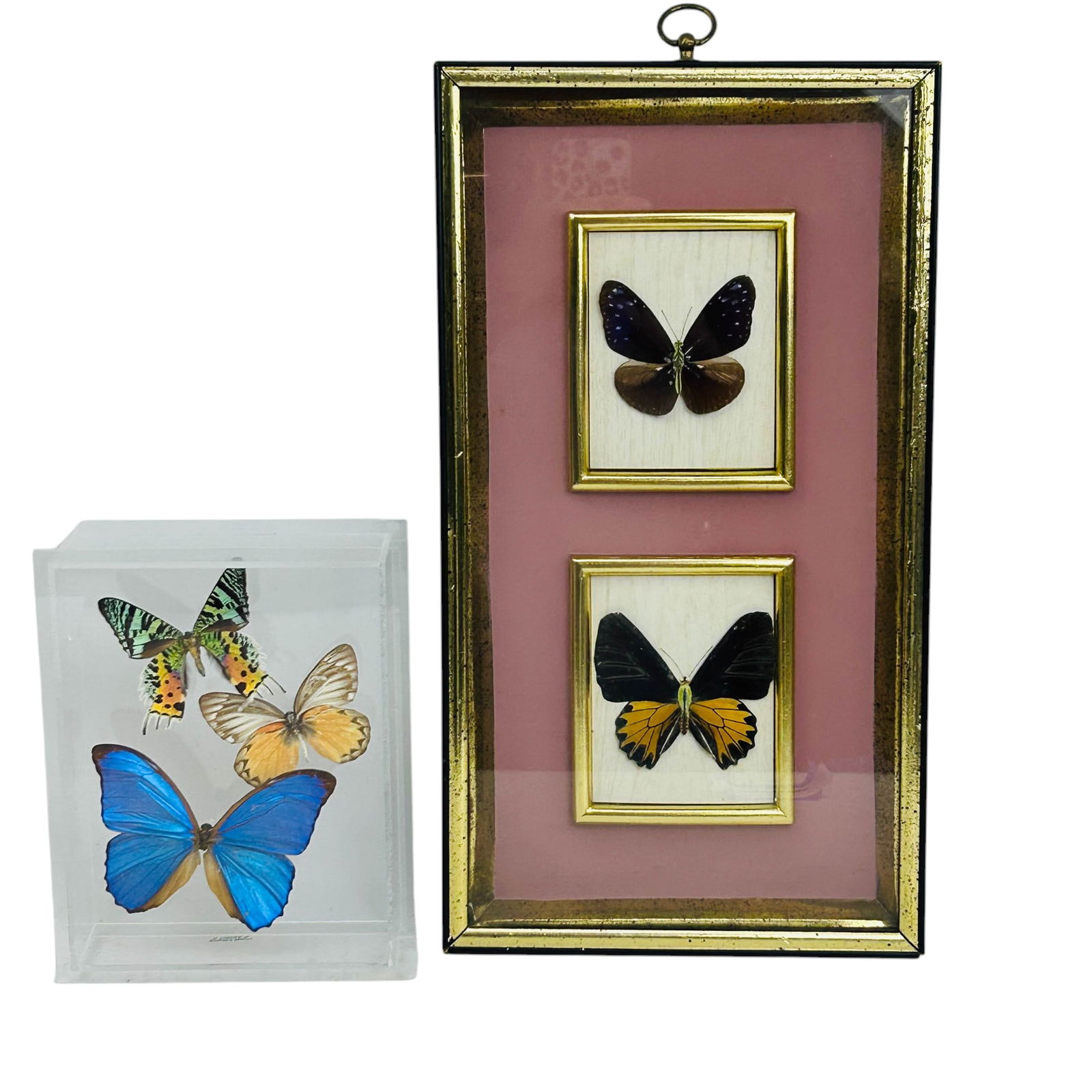 Butterfly Insect Framed Taxidermy 2pc Display Set (1 of 7)