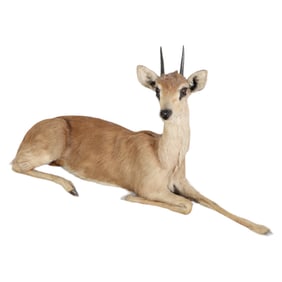 East African Klipspringer Pygmy Antelope Taxidermy