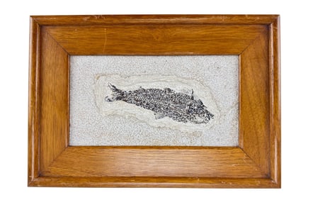 Fossil Fish Bone Skeleton Rock Formation Stone Art