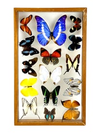 Butterfly Insect Moth Taxidermy in Shadowbox Frame