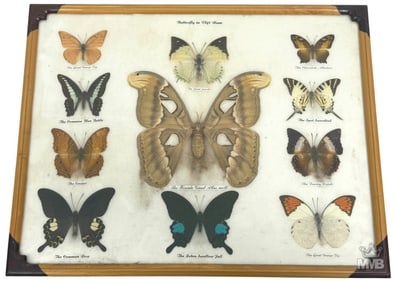 Exotic Butterflies & Moths Framed Taxidermy Set