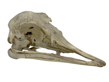 Large Bird Skull Specimen Possible Rhea