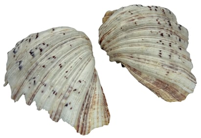 Pr of Large Natural Venus Comb Murex Shell Halves