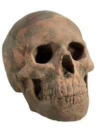 Skull Terracotta Patina Cement Sculpture Bust