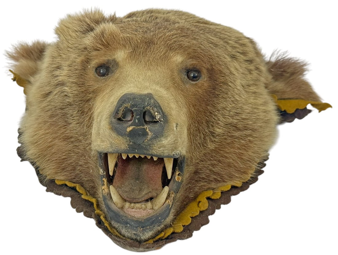 Knopp Bros. Vintage Taxidermy Grizzly Bear Head (1 of 8)