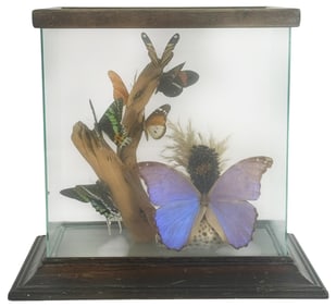 Butterfly Specimen Diorama Display Case Model
