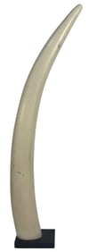 Large Estate Faux Tusk Display Model on Stand